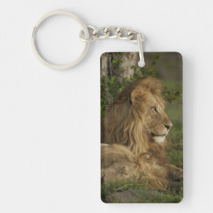 Löwe, Panthera leo, Lower Mara, Masai Mara GR, Schlüsselanhänger