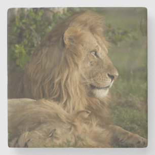 Löwe, Panthera leo, Lower Mara, Masai Mara GR, Steinuntersetzer