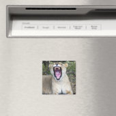 Löwe (Panthera leo), Masai Mara National Magnet (In Situ (Geschirrspüler))