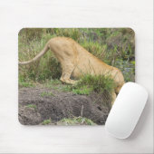 Löwe (Panthera leo), Masai Mara National Mousepad (Mit Mouse)