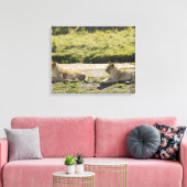 Löwe (Panthera leo), zwei junge Löwen, Masai Leinwanddruck (Insitu (Wohnzimmer))