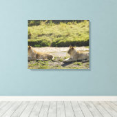 Löwe (Panthera leo), zwei junge Löwen, Masai Leinwanddruck (Insitu (Holzboden))