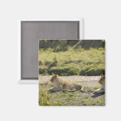 Löwe (Panthera leo), zwei junge Löwen, Masai Magnet (Vorderseite/Rückseite)