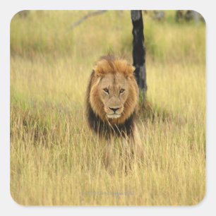 Löwe (Panthera Löwe) gehend in einen Wald, Quadratischer Aufkleber