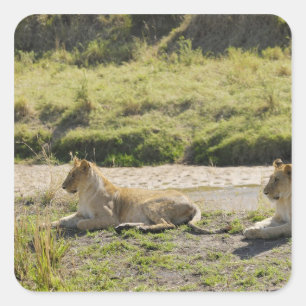 Löwe (Panthera Löwe), zwei junge Löwin, Masai Quadratischer Aufkleber