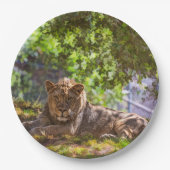 LÖWE PAPPTELLER (Vorderseite)