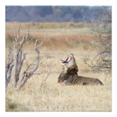 Löwe Poster (Vorderseite)