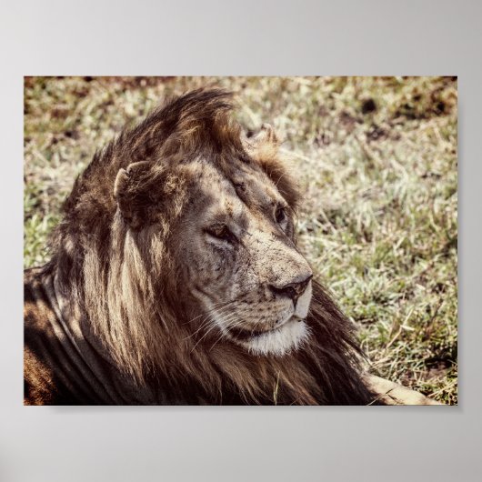 Löwe Poster (Vorne)