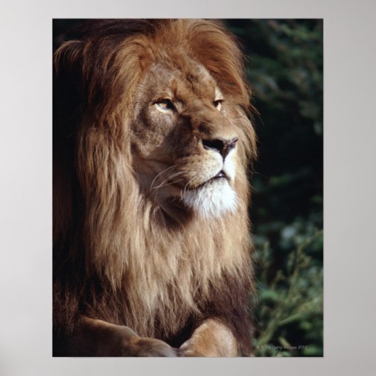 Löwe Poster (Vorne)