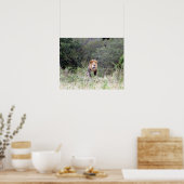 Löwe Poster (Küche)