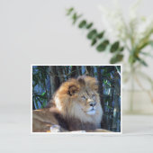 Löwe Postkarte (Stehend Vorderseite)