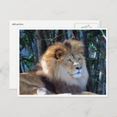 Löwe Postkarte (Vorne/Hinten)