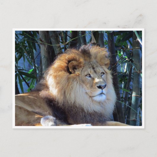 Löwe Postkarte (Vorderseite)