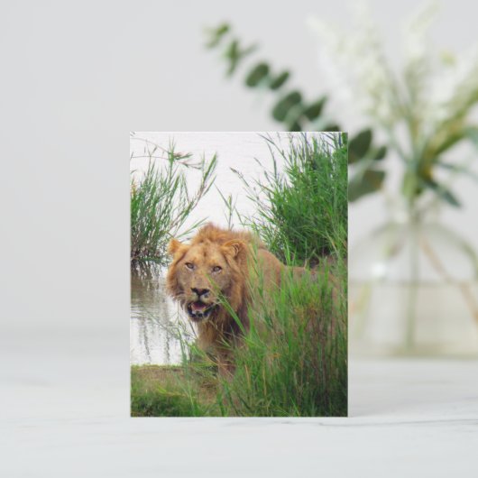 Löwe Postkarte (Stehend Vorderseite)