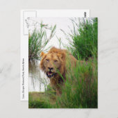 Löwe Postkarte (Vorne/Hinten)