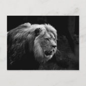 löwe postkarte (Vorderseite)