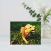 Löwe Postkarte (Stehend Vorderseite)