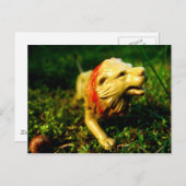 Löwe Postkarte (Vorne/Hinten)