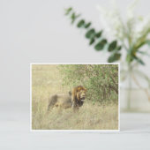 Löwe Postkarte (Stehend Vorderseite)