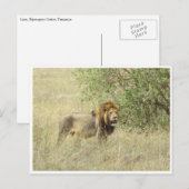 Löwe Postkarte (Vorne/Hinten)