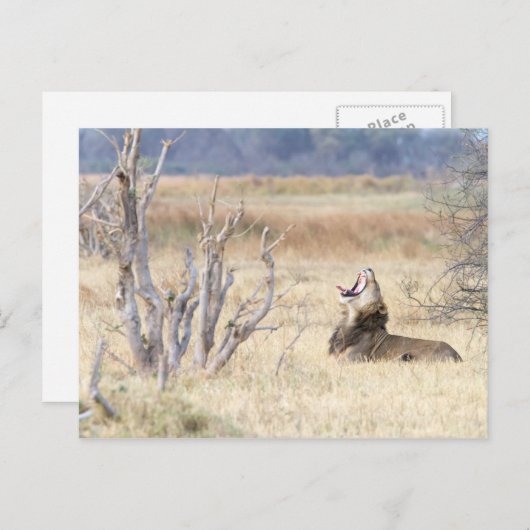 Löwe Postkarte (Vorne/Hinten)