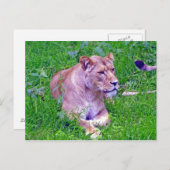 Löwe Postkarte (Vorne/Hinten)