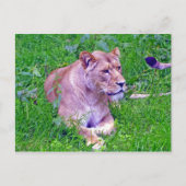 Löwe Postkarte (Vorderseite)