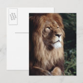 Löwe Postkarte (Vorne/Hinten)