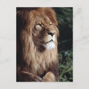 Löwe Postkarte