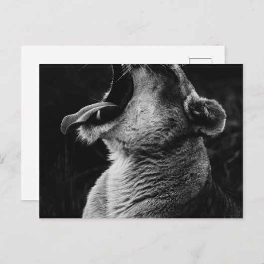 Löwe Postkarte (Vorne/Hinten)