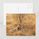 Löwe Postkarte (Vorne/Hinten)