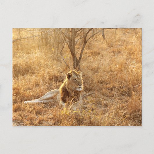 Löwe Postkarte (Vorderseite)