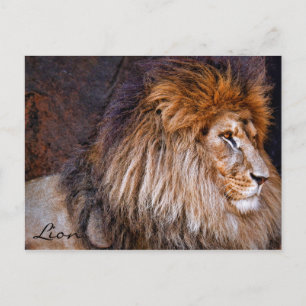 Löwe [Postkarte] ポ ト ド Postkarte