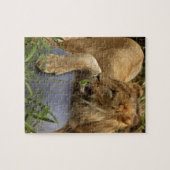 Löwe Puzzle (Horizontal)