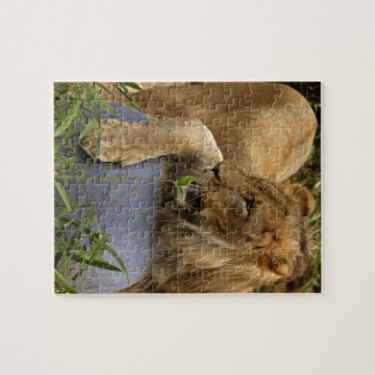 Löwe Puzzle (Horizontal)