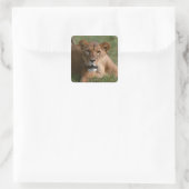 Löwe Quadratischer Aufkleber (Tasche)