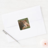 Löwe Quadratischer Aufkleber (Umschlag)