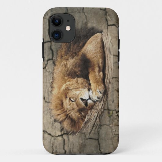 Löwe schlafend Tier Wildkatze Stein Case-Mate iPhone Hülle (Rückseite)