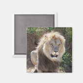 Löwe sitzt auf den Felsen Magnet (Vorderseite/Rückseite)