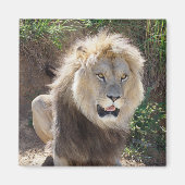 Löwe sitzt auf den Felsen Magnet (Vorne)