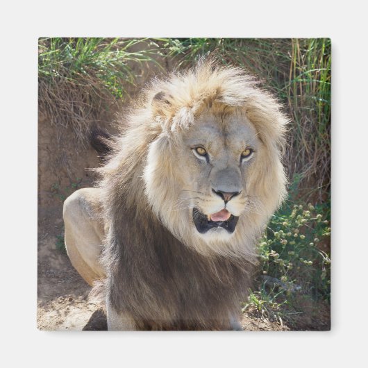 Löwe sitzt auf den Felsen Magnet (Vorne)