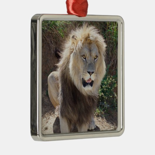 Löwe sitzt auf den Felsen Ornament Aus Metall (Rechts)