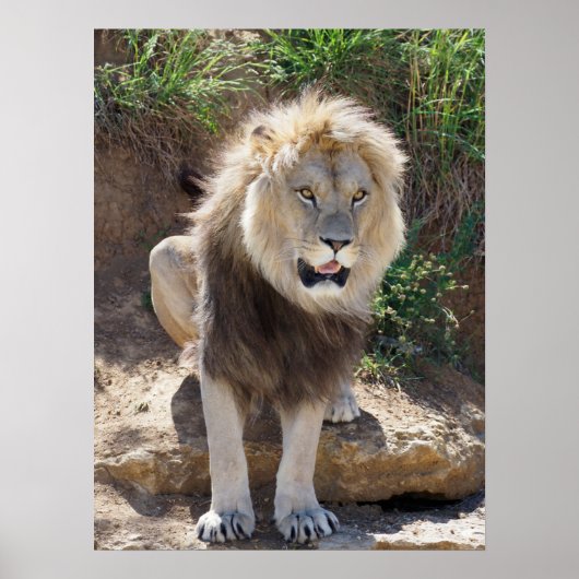 Löwe sitzt auf den Felsen Poster (Vorne)