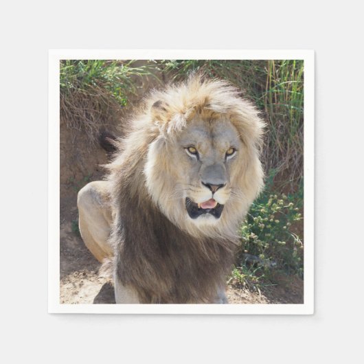 Löwe sitzt auf den Felsen Serviette (Vorderseite)