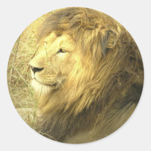 Löwe-Stolz-Aufkleber Runder Aufkleber