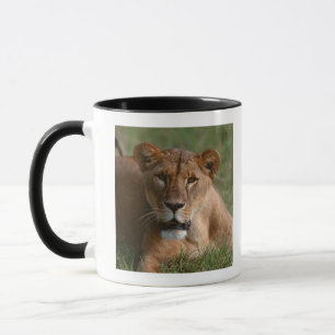 Löwe Tasse