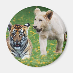 Löwe- u. Tigerjunge am Spiel Magnet