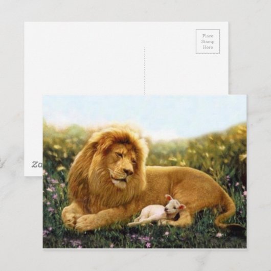 Löwe und Lamm Postkarte (Vorne/Hinten)