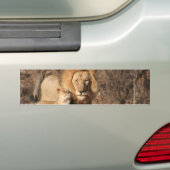 Löwe-und Löwe-CUB-Autoaufkleber Autoaufkleber (Auf Auto)