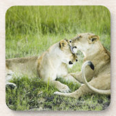 Löwe und Löwin, Afrika 2 Untersetzer (Vorderseite)